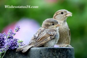 Happy World Sparrow Day 2020, Wishes, Message, Best Status, Significance, Slogans